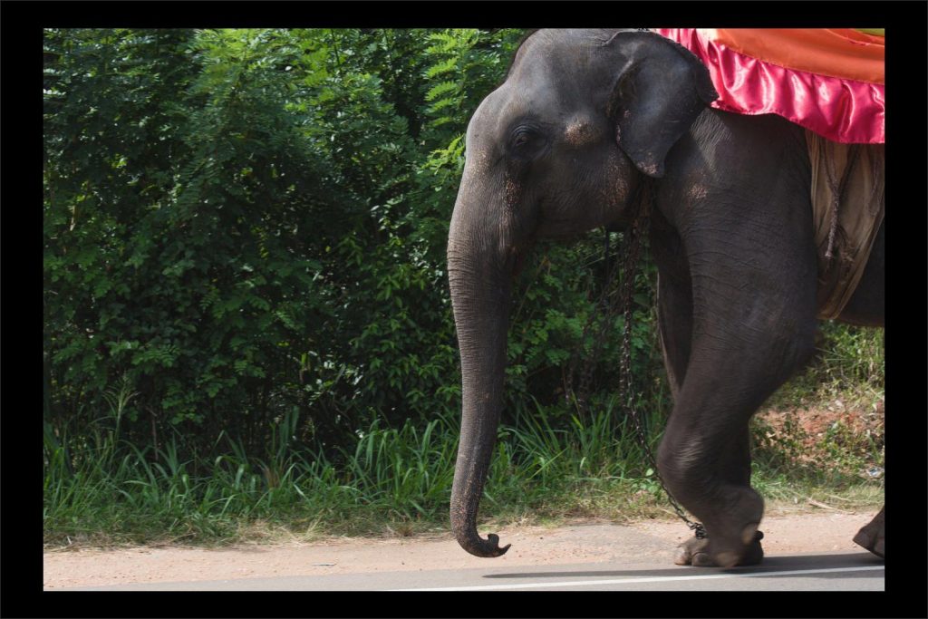 Sri Lanka photographer: elephant passing on the road.