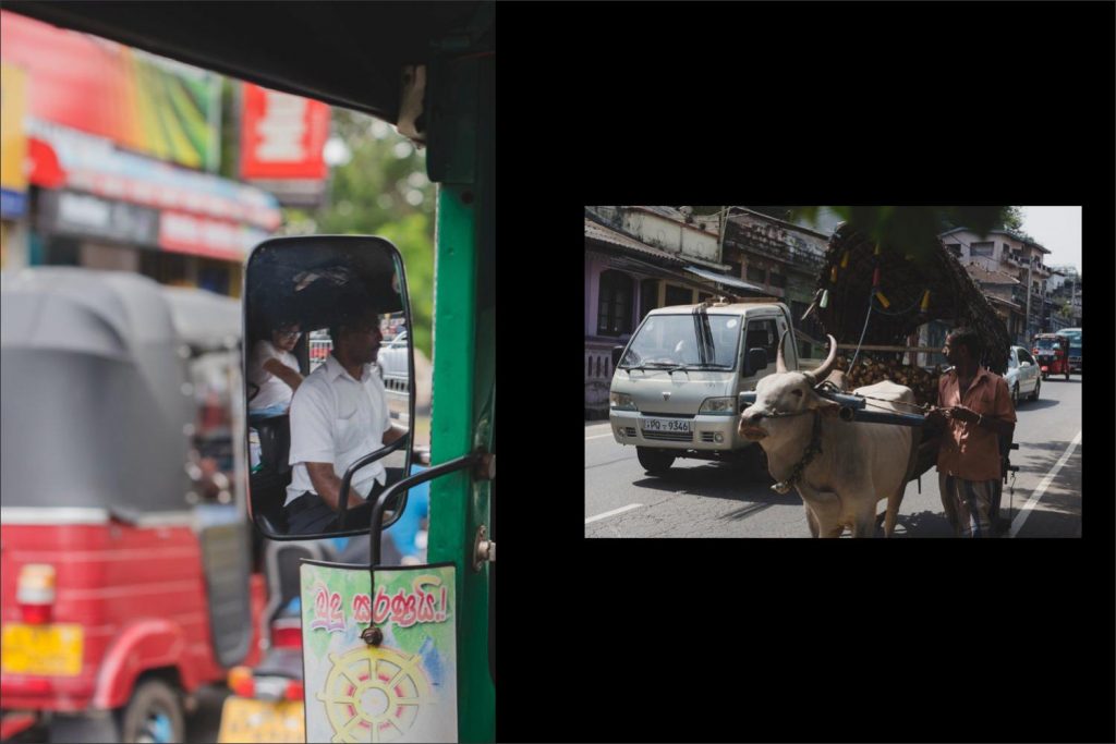 Sri Lanka photographer: tuk tuk ride and ox on the streets of Kandy.