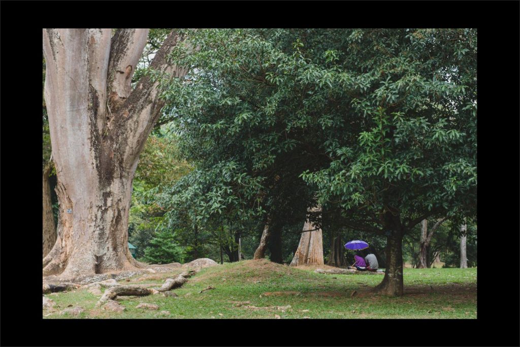 Sri Lanka photographer: couple sat in the shade of a tree with purple umbrella.