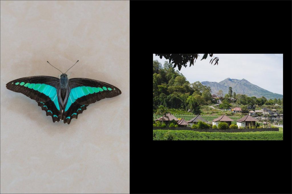 Bali Ubud wedding: turquoise butterfly at the bottom of the volcano.