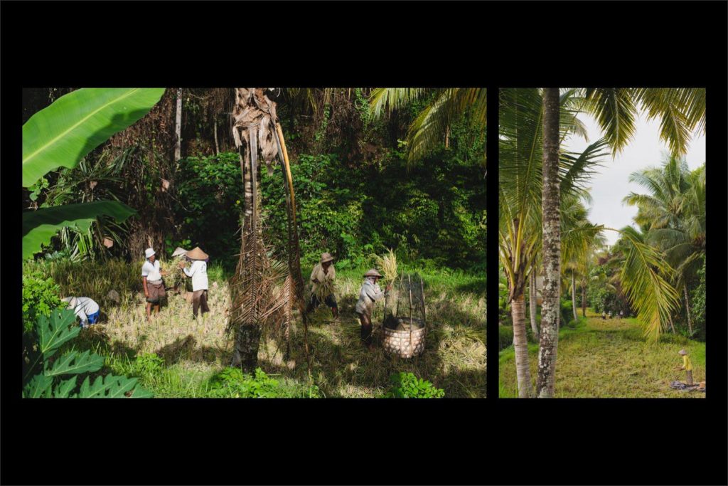 Photographer Bali: rice fields of Ubud and the workmen under palm trees with their hats.