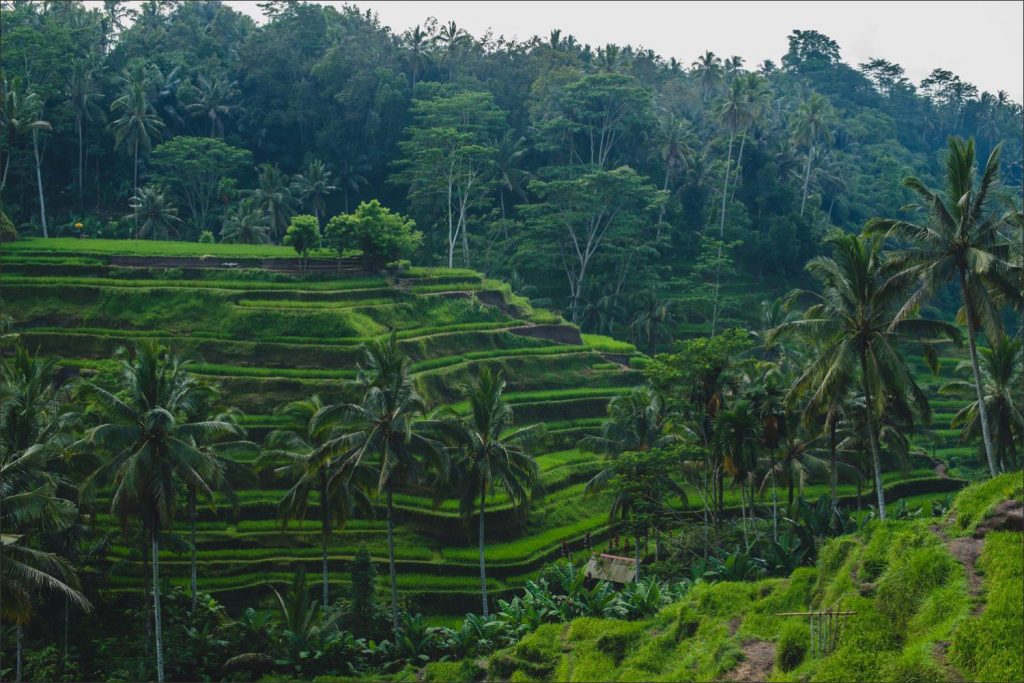 Bali Ubud wedding: the greenery of the rice fields and palm trees.