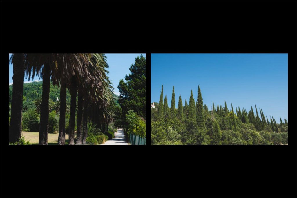 Croatia wedding photographer: palm and Cypress trees lining the coast of Dubrovnik.